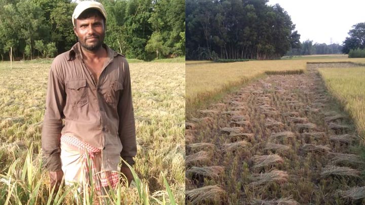 চকরিয়ায় বোরো ধানের বাম্পার ফলন : সোনালী ফসলের দৃশ্য মন মুগ্ধকর!